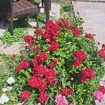 Apartma Solina